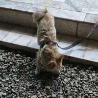 پامر|سگ|خلیل آباد, |دیوار