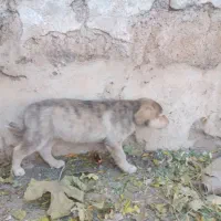 واگذاری  توله  نر|سگ|سبزوار, قصبه غربی|دیوار