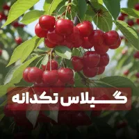 انواع نهال گیلاس پیوندی ضمانت ۵ساله