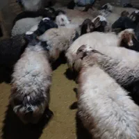 بیست عدد میش وبره|حیوانات مزرعه|کرمانشاه, |دیوار