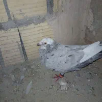کفتر پلاکی آلمانی یهودی