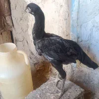 جوجه  لاری