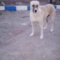 سگ گله نگهبانی
