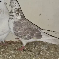 کبوتر پرشی|پرنده|شاهین‌شهر, عطار|دیوار