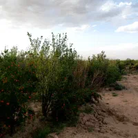 فروش باغ بادرخت انار ۴ ساله