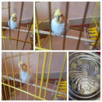 سکه|کلکسیون سکه، تمبر، اسکناس|گرگان, |دیوار