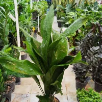 گل آپارتمانی برگ عبایی ابایی سانسوریا پتوس آگلونما|گل و گیاه طبیعی|قم, ولیعصر|دیوار