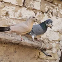 کبوتر پرشی|پرنده|قم, نیروگاه|دیوار