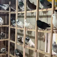 کبوتر|پرنده|رشت, استادسرا|دیوار