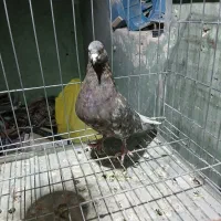 باسلام خدمت کفتر دم سفید ن|پرنده|مسجد سلیمان, |دیوار