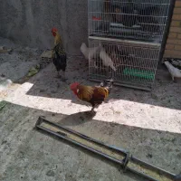 فروش خروس