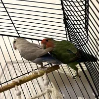 طوطی|پرنده|ارومیه, |دیوار