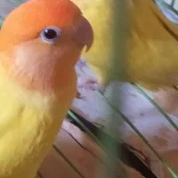 طوطی برزیلی کله نارنجی معامله با کبوتر خورموج|پرنده|خورموج, |دیوار