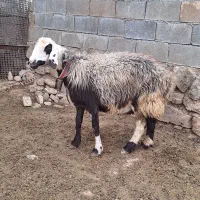 میش زائیده بره نر