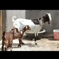 شاه بزپاکستانی جوان خوشکل2کیلوشیر2قلوزاجنس بالا