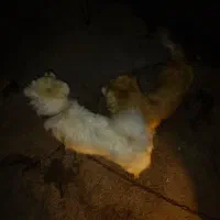 پامر اشپیتز