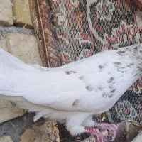 کبوتر طوقی کله سرخ شازده کفتر|پرنده|یزد, |دیوار