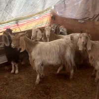 بز محلی|حیوانات مزرعه|کرمانشاه, |دیوار