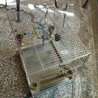 سیره قفس|پرنده|بروجرد, |دیوار