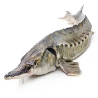 ماهی ازون برون اصل دریایی