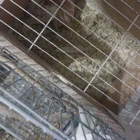 عروس هلندی مولد سخنگو|پرنده|شهریار, شهریار|دیوار