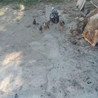 مرغ گلین خال سوزنی|حیوانات مزرعه|خان ببین, |دیوار