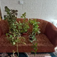 گل حسن یوسف ، گل پتوس،گل قاشقی وکاکتوس شاخ بزی|گل و گیاه طبیعی|شیراز, گویم|دیوار