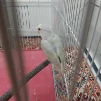 کوتوله نروماده قیمت مناسب|پرنده|آران و بیدگل, |دیوار