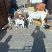 تعدادی بز چاق وچله|حیوانات مزرعه|سیب و سوران, |دیوار