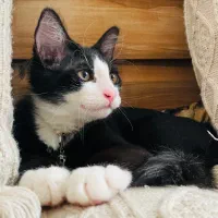 گربه نژاد ترکیبی dhs و گربه ی مو بلند|گربه|رشت, لاکانی|دیوار