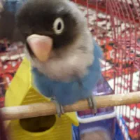 طوطی کوتوله اهلی