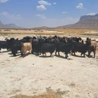 بز ترکی|حیوانات مزرعه|مرودشت, بهارستان|دیوار