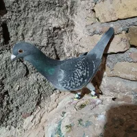 کفتر یا کبوتر|پرنده|تربتحیدریه, پائین ولایت|دیوار