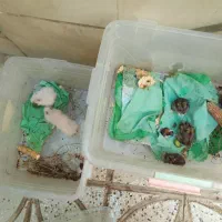 فروش تا امشب۴خرگوش۲ اردک۶همسترهمه باهم۱۲۰۰|موش و خرگوش|اصفهان, حصه شمالی|دیوار