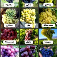 پخش انواع نهال های درجه یک با نژاد برتر