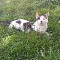 گربه گمشده