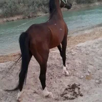 اسب عرب|اسب و تجهیزات اسبسواری|هندیجان, |دیوار