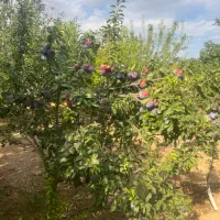 باغ میوه مارکده|فروش دفتر صنعتی، کشاورزی، تجاری|زاینده رود, |دیوار