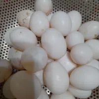 تخم کبوتر|پرنده|شیراز, دکتر حسابی|دیوار