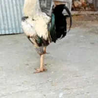 مرغ و خروس لاری اصیل