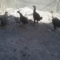 خروس لاری
