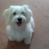 سگ شیتزو تریر