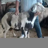 بره قوچی ابلغ پلنگی تیز رون درشت