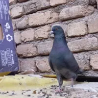 نر و ماده سبز دوخط آنتیک کلکسیونی ب شرط پرش بازی|پرنده|اصفهان, درب سیبه علیا|دیوار