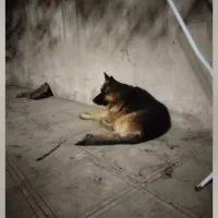 ژرمن شپرد کینگ نر ورک لاین مولداصیل|سگ|مشهد, فدک|دیوار