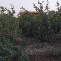 باغ فروشی|فروش زمین و ملک کلنگی|قم, شهید رجایی|دیوار