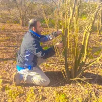 انجام هرس ضمانتی وطراحی باغ|خدمات باغبانی و درختکاری|گرگان, |دیوار