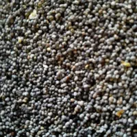 بذر گوجه ای دم خروسی