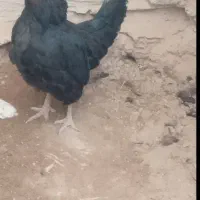 مرغ و خروس