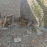 مرغ وخروس  معاوضه با عروس و کوتوله مرغ عشق|حیوانات مزرعه|خاش, |دیوار